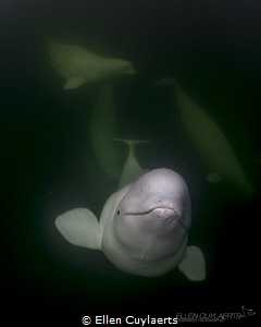 Belugas in the wild where they should be! Hudson Bay, Chu... by Ellen Cuylaerts 